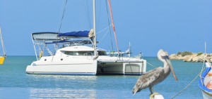 Catamaran and Pelican